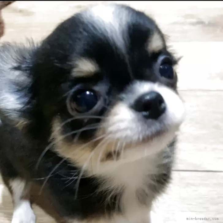 ID：2511-01826の子犬