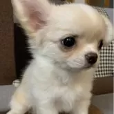 チワワ(ロング)