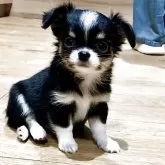 チワワ(ロング)