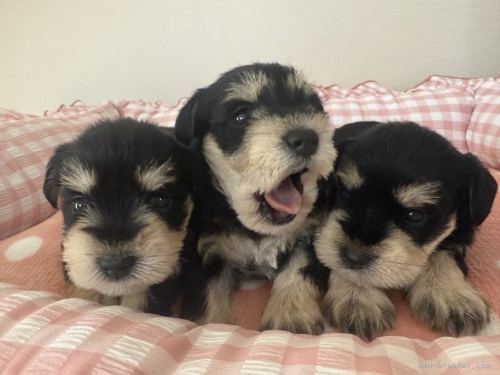 朴　雪梅(ぼく　せつばい)ブリーダー(岐阜県・キャバリアなど・JKC登録)の紹介写真4