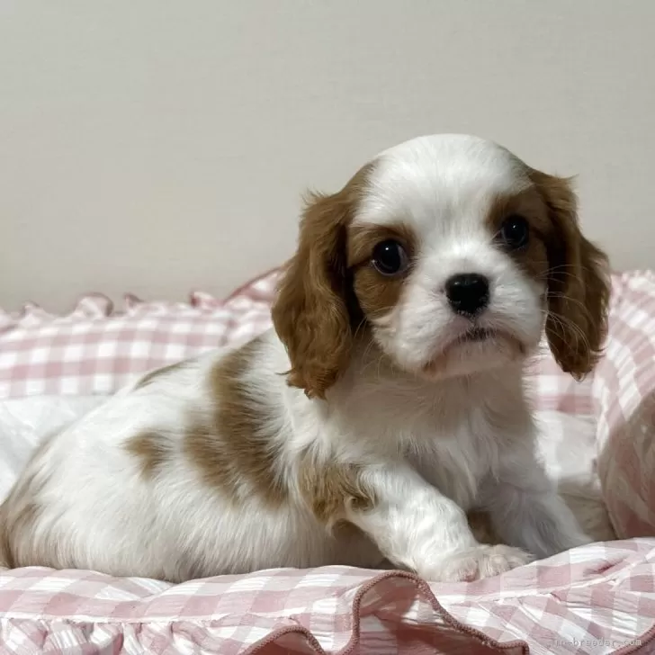 M.M 様のお迎えした子犬