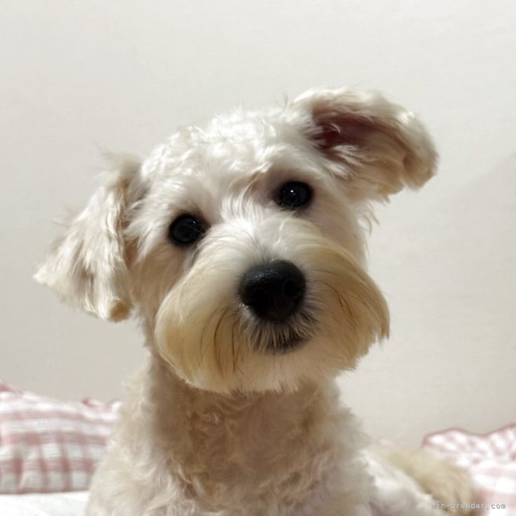 ブリーダー画像