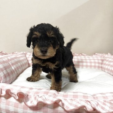 シュナプー(ミニチュアシュナウザー×トイプードル)【岐阜県・女の子・2025年4月9日・ウィートン】の写真「🌸可愛い美人の顔🌸」