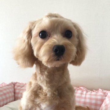 マルプー(トイプードル×マルチーズ)【岐阜県・男の子・2024年4月28日・アプリ】の写真「イケメン男の子」