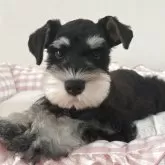 ミニチュアシュナウザー【岐阜県・男の子・2025年8月17日・ブラックシルバー】の写真2