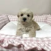 シュナプー(ミニチュアシュナウザー×トイプードル)【岐阜県・男の子・2025年4月9日・クリーム/金色】の写真10