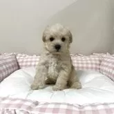 シュナプー(ミニチュアシュナウザー×トイプードル)【岐阜県・男の子・2025年4月9日・クリーム/金色】の写真11