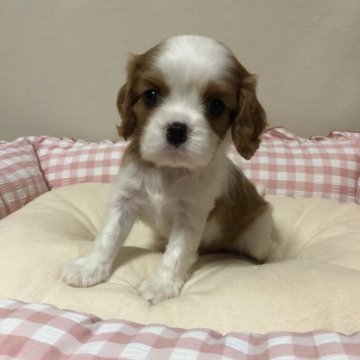 キャバリア【岐阜県・男の子・2024年7月28日・ブレンハイム】の写真「イケメン男の子」