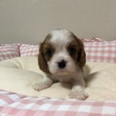 キャバリア