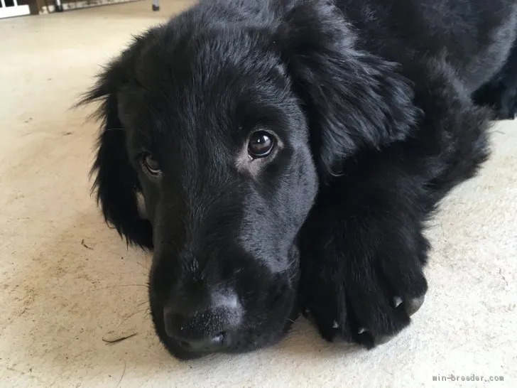 ID:1907-02816の子犬