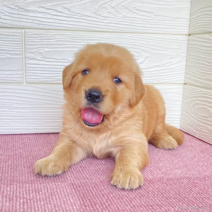 ID：2507-01351の子犬