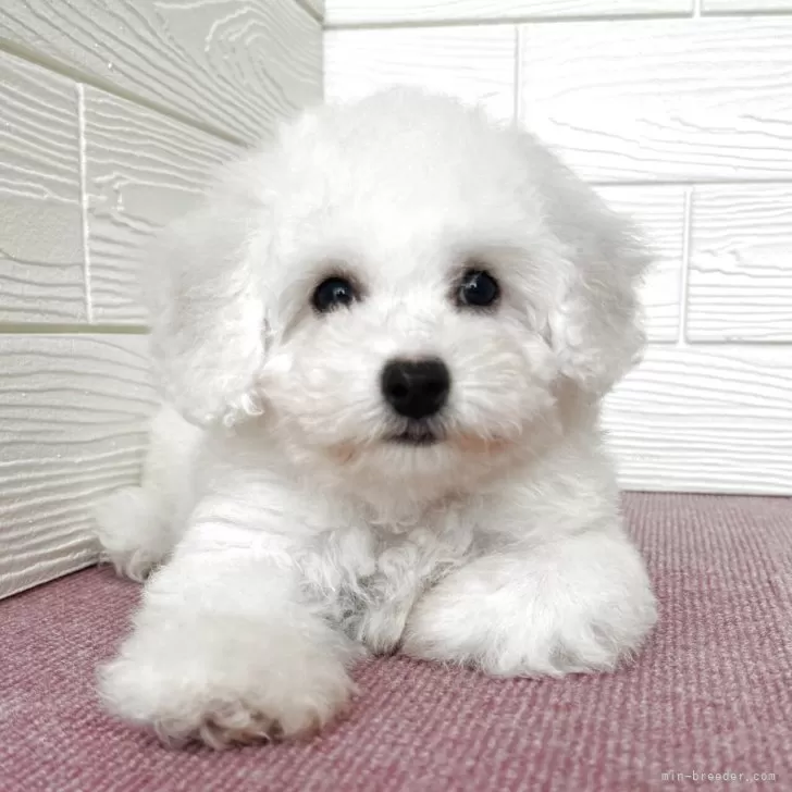 ID：2503-07725の子犬