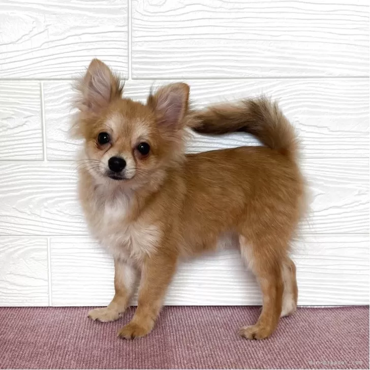 ポメチワ(ポメラニアン×チワワ)【熊本県・女の子・2025年7月17日・オレンジ】の写真1