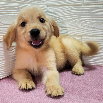 ゴールデンレトリバー【熊本県・女の子・2024年5月24日・ゴールデン】の写真「９兄妹の女の子❤️」