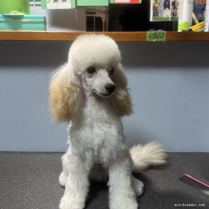 タイニープードル【福岡県・男の子・2025年4月12日・ホワイト】の写真1「かっこいい‼︎ショーにも出れる血統間違いなし☺️」