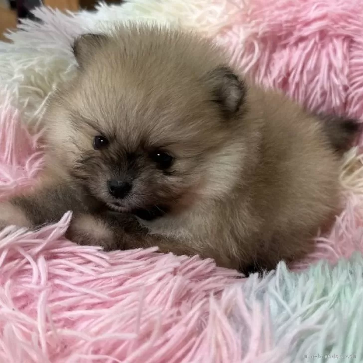 たむたむ 様のお迎えした子犬