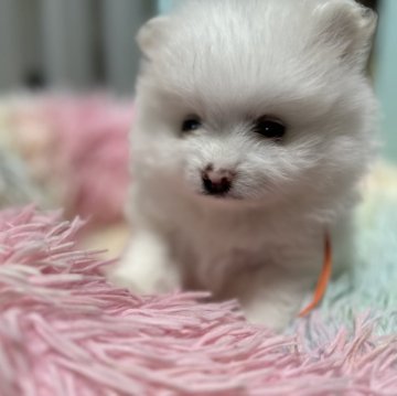 ポメラニアン【福岡県・男の子・2025年6月9日・ホワイト】の写真「沢山遊ぶ子です♡」