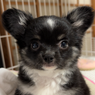 チワワ(ロング)【福岡県・女の子・2025年8月31日・ブラックタンホワイト】の写真「良血統✨️かわい子ちゃんです(๑•̀ㅁ•́ฅ✨」