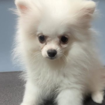 ポメラニアン【福岡県・男の子・2025年6月9日・ホワイト】の写真「チョットサル期🐒換毛期に入ってます🎶」