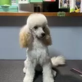 タイニープードル