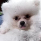 ポメラニアン
