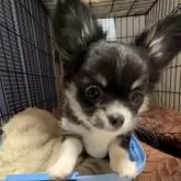 チワワ(ロング)