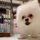 ポメラニアン