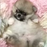 ポメラニアン