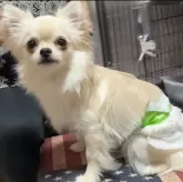 チワワ(ロング)