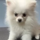 ポメラニアン