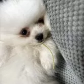 ポメラニアン