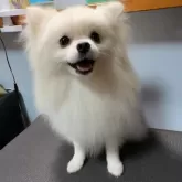 ポメラニアン