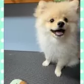 ポメラニアン