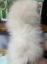 ポメラニアン【福岡県・男の子・2024年11月21日・ホワイト】の写真14「バックショット」