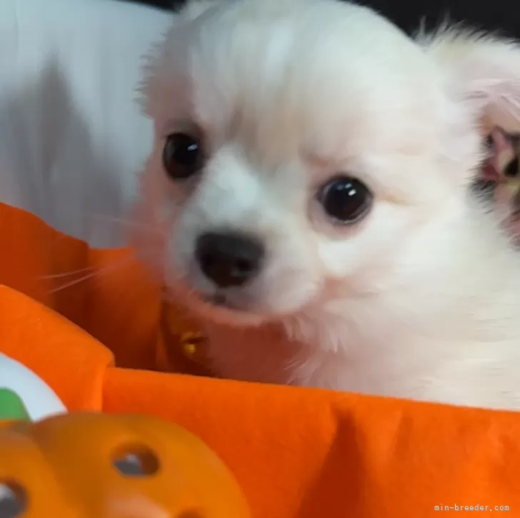リヴ 様のお迎えした子犬
