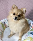 ポメラニアン【・女の子・2022年11月23日・オレンジ】「とーっても頭が良い子です。」