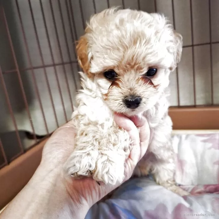 ID：2505-06867の子犬