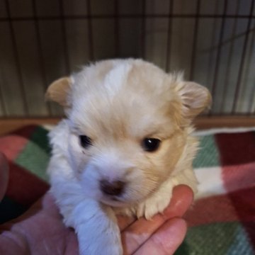 ポメチワ(ポメラニアン×チワワ)【群馬県・女の子・2024年12月24日・クリーム&ホワイト】の写真「ぷにぷにの女の子」