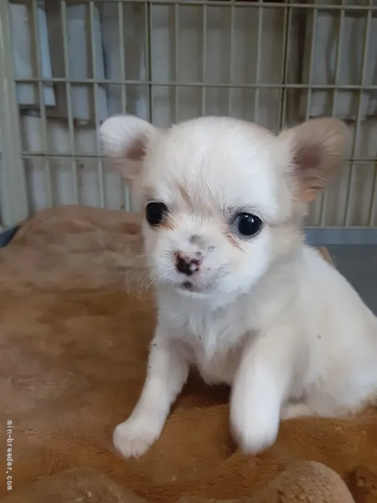ID:2201-04019の子犬