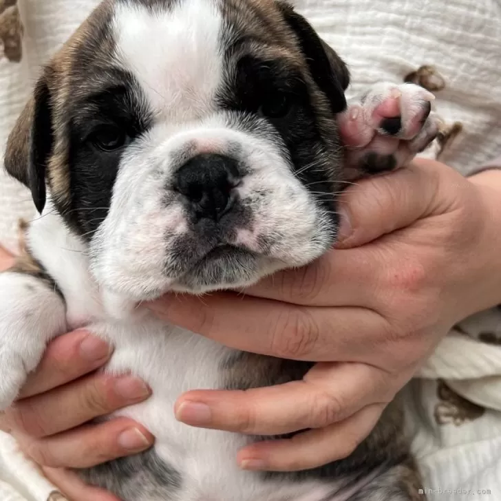 左右 様のお迎えした子犬