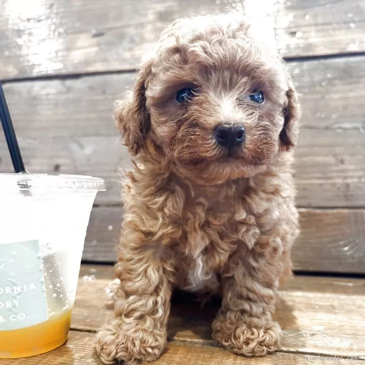 ID：2509-02374の子犬