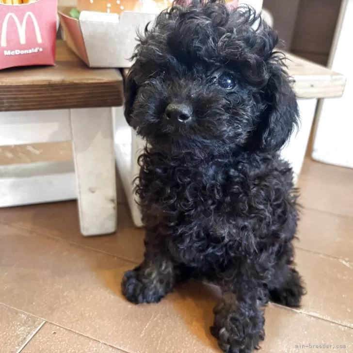 ID：2509-01151の子犬