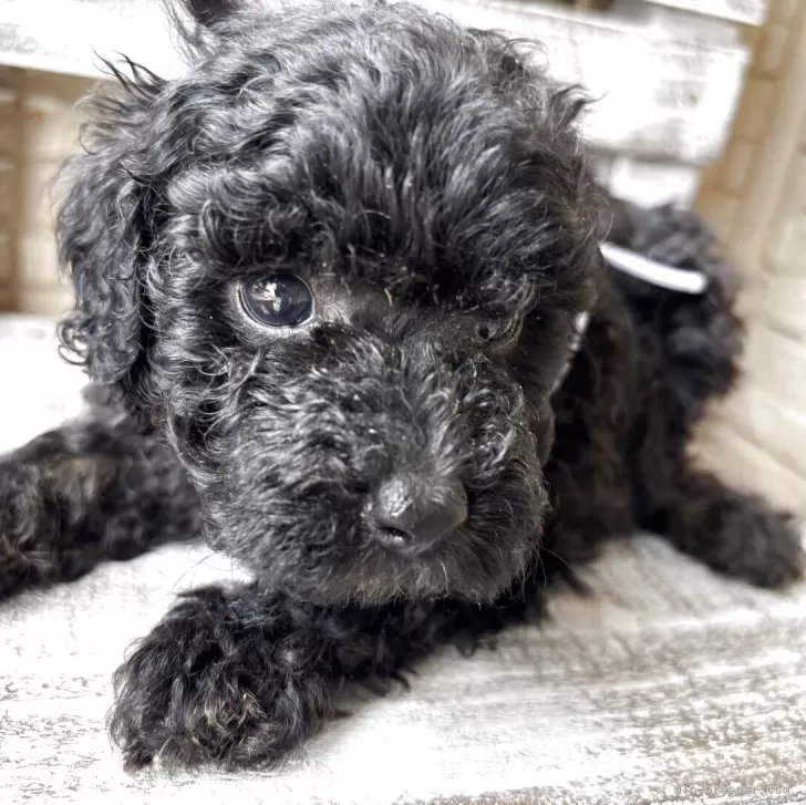 ID：2505-03191の子犬