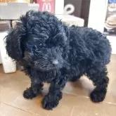 タイニープードル【京都府・女の子・2025年7月25日・ブラックタン】の写真5