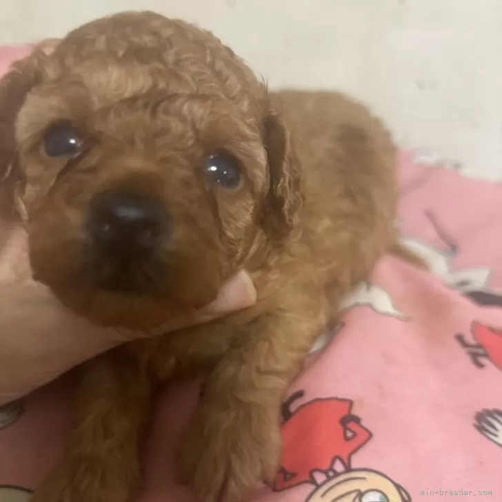 ID:2410-03953の子犬