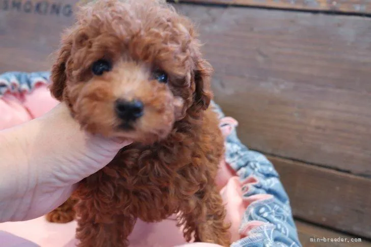ID:2205-03423の子犬