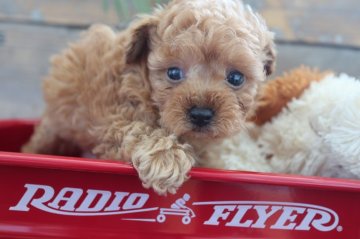 トイプードル(ティーカップ)【京都府・男の子・2022年2月9日・アプリコット】の写真「マズル短めで、コンパクトな子です。」