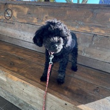 トイプードル(トイ)【京都府・男の子・2023年6月17日・ブラック】の写真「手足の先がブラウンです。」