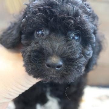 トイプードル(トイ)【京都府・男の子・2022年7月10日・ブラック】の写真「元気な可愛らしい男の子です。」