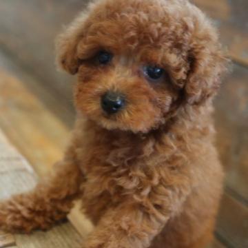 トイプードル(タイニー)【京都府・女の子・2022年6月30日・レッド】の写真「お目目の可愛らしい女の子」